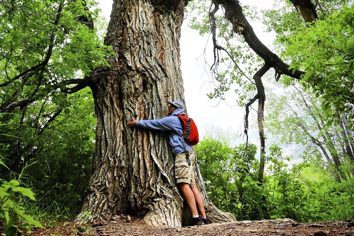 Hiker in forest hugging the Popoff Tree